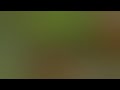 Paling Di Cari MP3 Suara Pikat Semua Burung Kecil DI JAMIN LANGSUNG MAJU