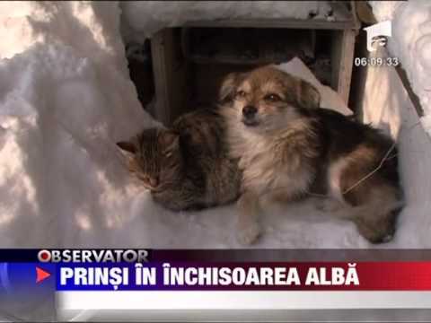 Glodeanu Silistea prinsi in inchisoarea de zapada 15 FEBRUARIE 2012