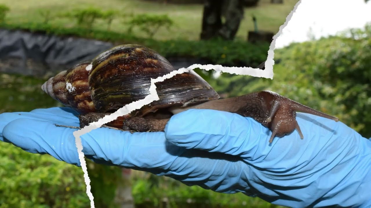 Protegiendo nuestro entorno y biodiversidad: el reto que nos plantea el Caracol Gigante Africano