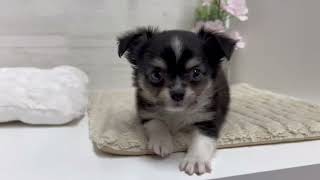 チワワ（ロング）の動画01