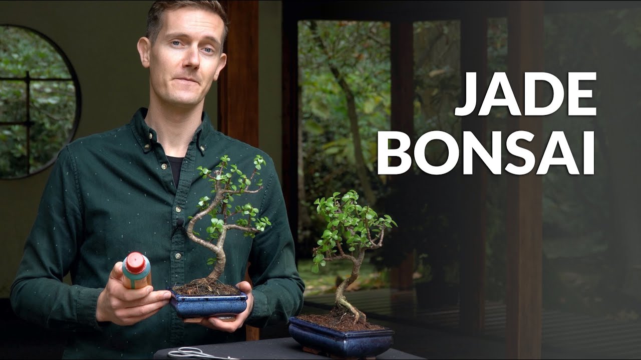 Bonsái de Jade