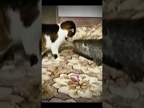 Michi 🐱 vs Rata 🐀