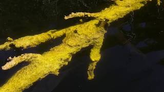 Esmerine | "¡Que Se Vayan Todos!"