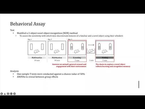 <p><strong>Whisker-Dependent Texture Discrimination Enhanced by Vagus Nerve Stimulation in Adult Mice</strong></p>