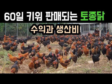 , title : '토종닭,60일 키워 남는 수익과 생산비-귀농 방목 토종닭'