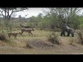 THE REAL KING A Herd Of Reckless Lions Attacks A Gorilla Who Will Win