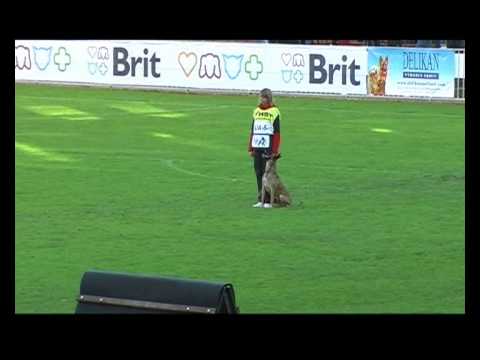 FCI-IPO - 2013 Granata iz Gratsano (Obedience)