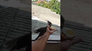 Download lagu status WA burung kenari jinak mp3 Download lagu status WA burung kenari jinak mp3