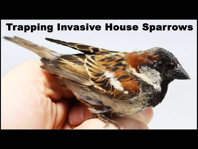 How do you trap sparrows?