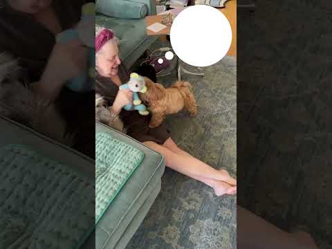 Valentines - giving my dog all the attention! #happyvalentinesday2024 #funnydogvideos