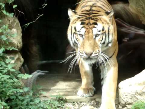 risveglio della tigre.MPG