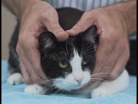 Proper Cat Handling: Tips and Techniques to Keep Your Feline Friend Safe and Comfortable