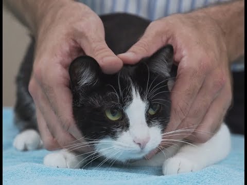 How to pick up a cat like a pro - Vet advice on cat handling. Video