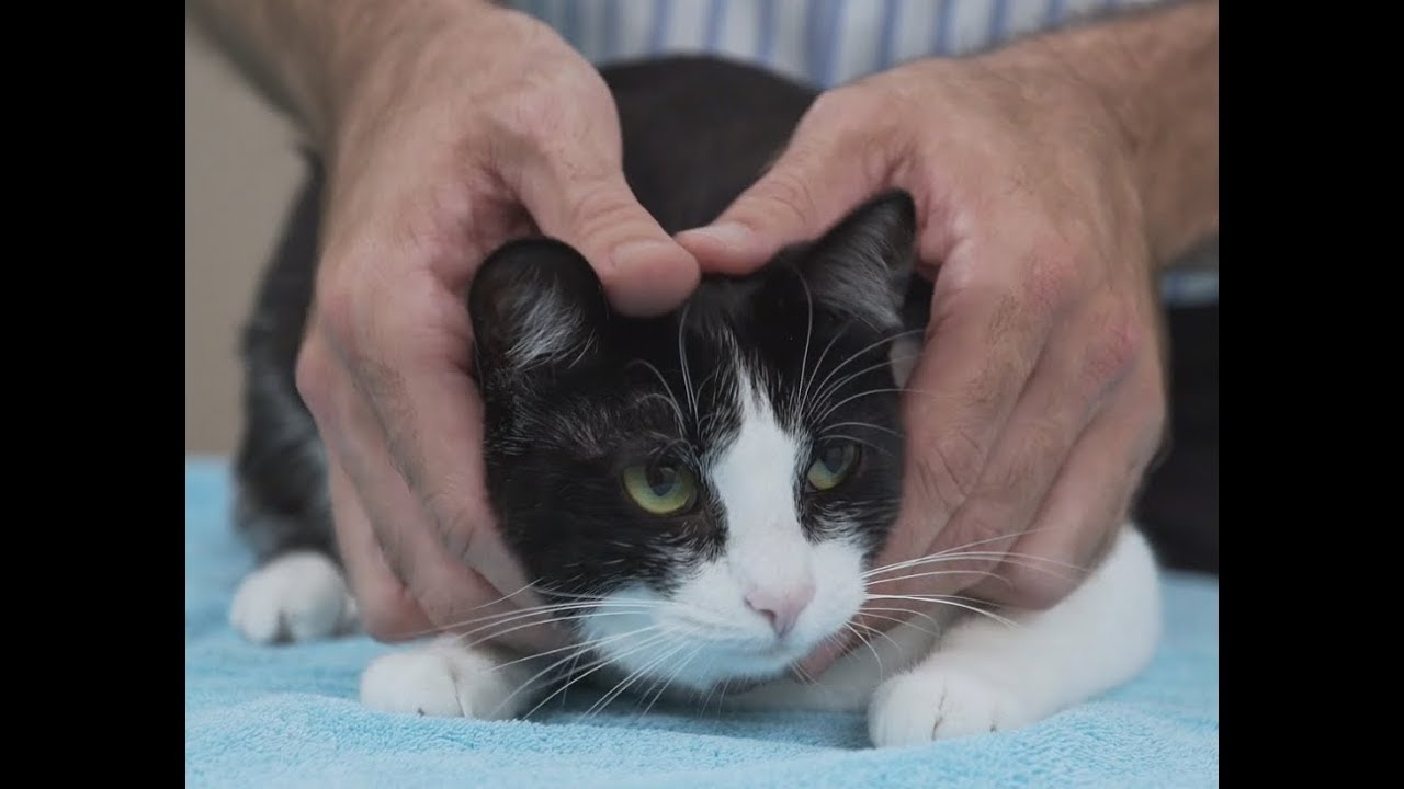 How to pick up a cat like a pro - Vet advice on cat handling. - YouTube