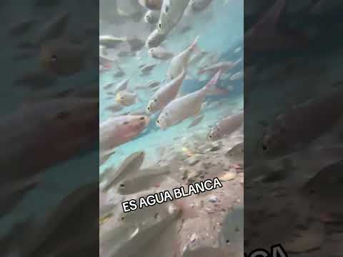 Portuguesa municipio agua blanca 😘😘