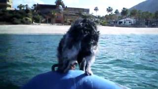 preview picture of video 'Dog up front on boat'