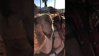 preview picture of video 'Uluru Camel Tour'