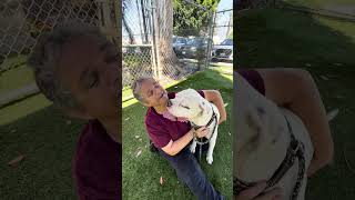 Video preview image #1 Boxer Puppy For Sale in Pasadena, CA, USA