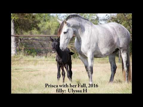 Prisca H:  16.3h andalusian pre mare in foal to Gitano Mor