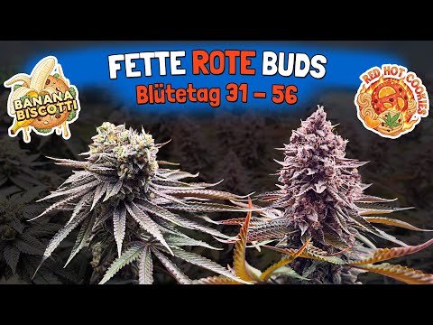 Now things are getting serious! This is how we fertilize and water during flowering - Red Hot Coo...
