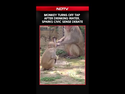 Monkey Turns Off Tap After Drinking Water, Sparks Civic Sense Debate
