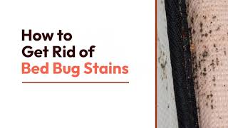 3 Ways to Get Rid of Bed Bug Stains | How to Get Rid of Bed Bug Stains | Best choices