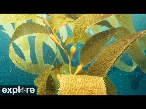 Live webcam view of Anacapa Island Kelp Forest