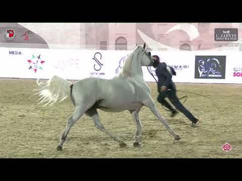 N.318 E.S. SARAB - Abu Dhabi International AHC 2023 - Stallions 4 Years Old and Older (Class 6D)