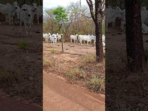 Fazendas de gados na estrada que liga área rural a urbana de Vila Boa Goiás.