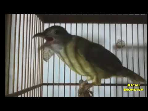 Download Lagu Kapas Tembak Ngebren Mp3 Gratis