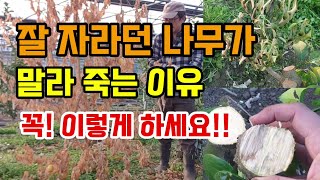 잘자라던 귤나무가 말라죽어가는 이유 해결방법 이렇게 꼭하세요!! #귤나무수지병