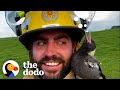Firefighter Raises A Baby Magpie And Then 17 Ducks Show ...