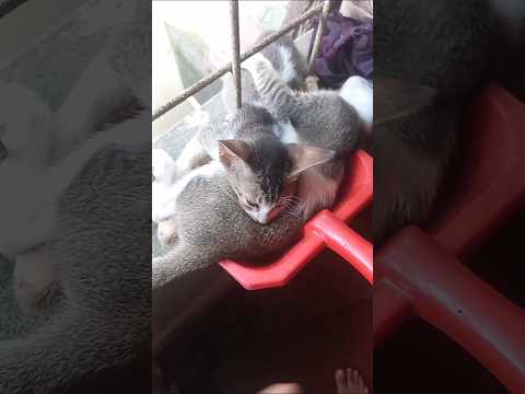 #cat #sumaya😺😺