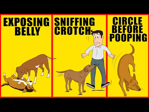 10 Strange Behaviors of Dogs Explained