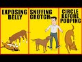 10 Odd Dog Behaviors And What They Actually Mean