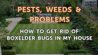 How to Get Rid of Boxelder Bugs in My House