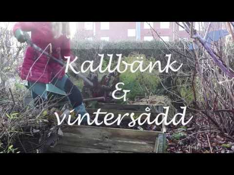 Vintersådd i kallbänk