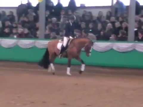 Reitponyhengst Dankeschön