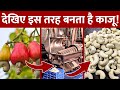 Factory में कैसे बनता है काजू ? | Cashew Making Plant | Factory made