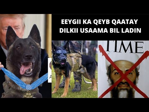 EYGII KA QEYB QAATAY DILKII HOGAAMIYIHII HORE EE AL-QAACIDA USAAMA BIL LADIN