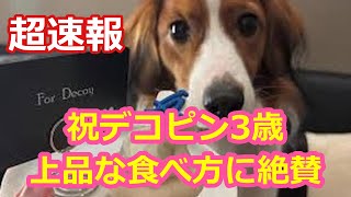 祝デコピン3歳！上品な食べ方に絶賛