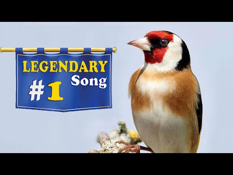 The GOLDFINCH song LEGENDARY