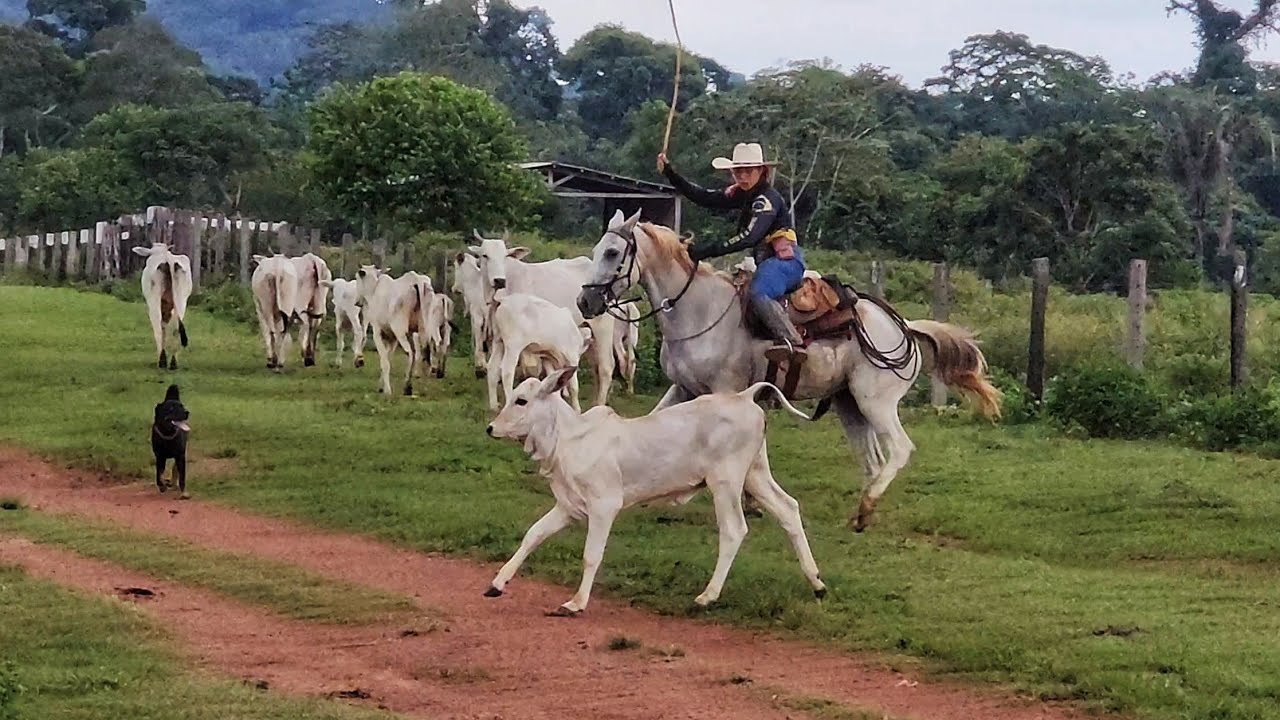 O PEGA FOI GRANDE NA LIDA COM O GADO! Tivemos que levar para o aluguel.