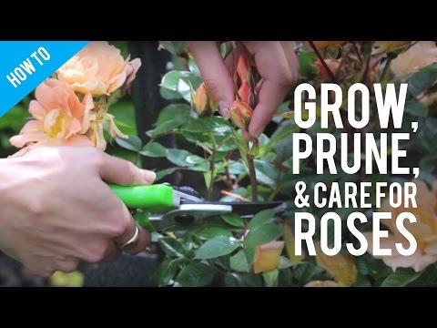 How To Grow, Prune & Care For A Rose Bush