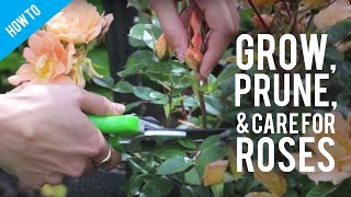 How To Grow, Prune & Care For A Rose Bush #gardening #tips #roses