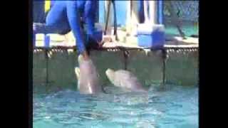 preview picture of video 'Swim with at Dolphins at Dolphin Cove in Ocho Rios, Jamaica'