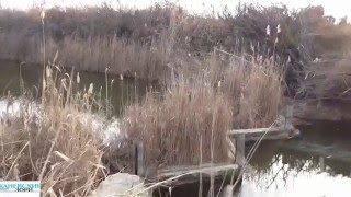 Клев рыбы на неделю в тихорецке
