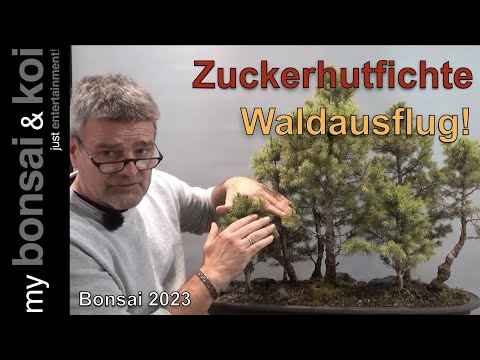 Bonsai 2023-68 - Zuckerhutfichte - Picea glauca - adventlicher Waldausflug