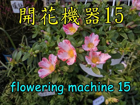 樹馬齒莧開花