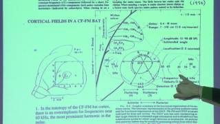 23. Auditory cortex 2: Language; bats and echolocation